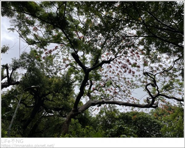 天母雨天健行1721577