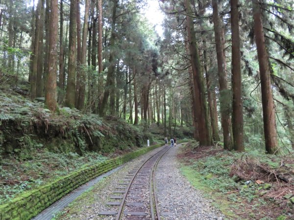 【新聞】森林美學盡在阿里山-水山線疏伐封閉至年底