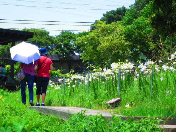 搭著捷運去旅行-白石湖賞花輕旅行610451