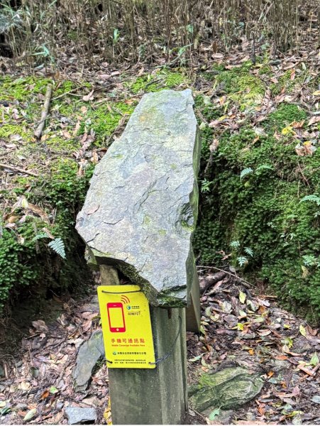 觀霧-檜山巨木群步道2925591