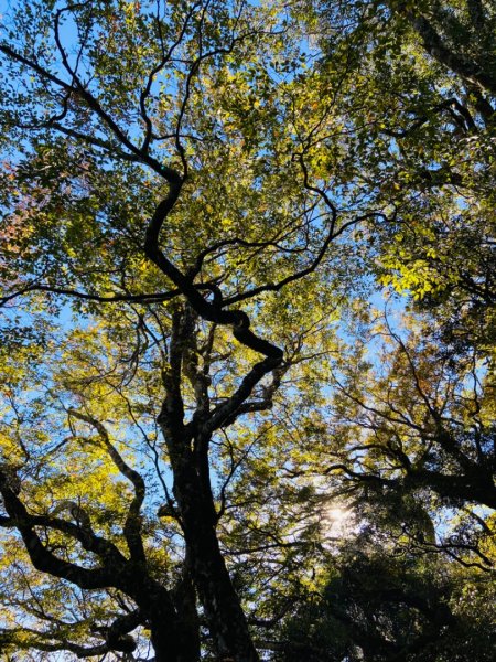 2021/11/6 北得拉曼好風光～山毛櫸-雲海-巨木1505150