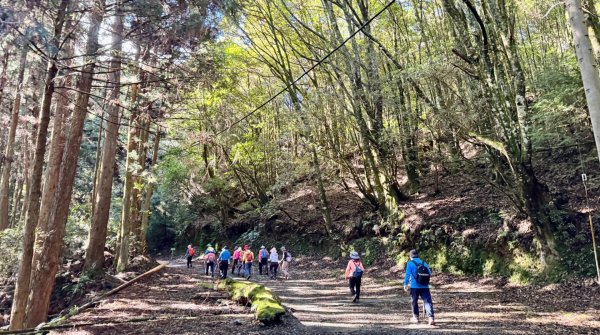 觀霧-榛山步道2926328