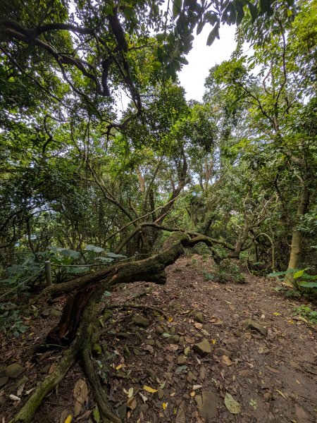 2025-06-14 臺北大縱走第一段來回2814737