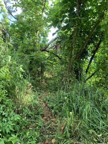 20250628高雄赤山2826276