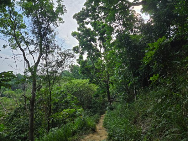 新化林場後山步道2776952