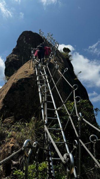 孝子山、普陀山、慈母峰賞鹿子野百合O走2592914