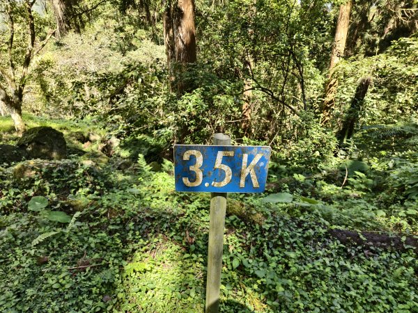 [百山百鳥尋旅-05/15] 2025_0830 溪頭賞鳥步道_銀杏步道2875502