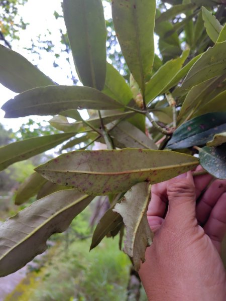 稍來小雪山國家步道、船型山、鞍馬山、鞍馬山東北峰、天池、雪山神木2799775