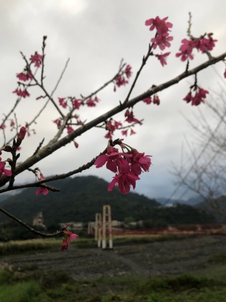 寒溪古魯林道、大元山1577313