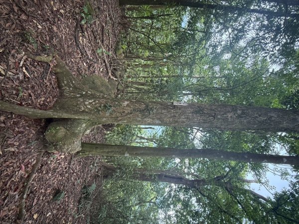 20250518 玉桂嶺山 》司公髻尾山 》九芎坑山》 豬厝步道口  （ 大坪產道）2791944