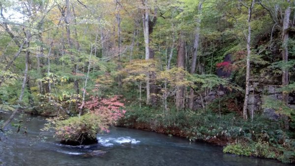 奧入瀨溪健行444362