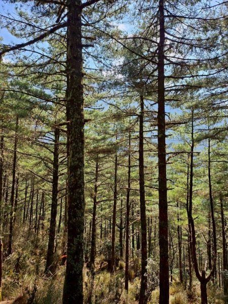 20260320四個毆鷄桑🦸‍♀️南橫溪頭山O繞關山嶺山3022691