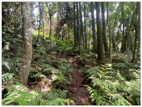 大克山 南稜線A上B下 (卓蘭最高峰)2825486