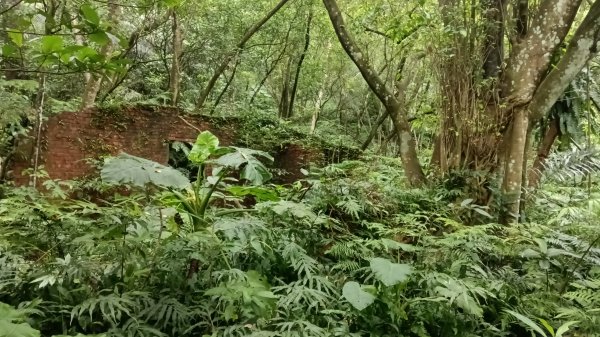 汐止區翠湖步道-學頭坡步道-老鷲尖-內溝山步道-翠湖P字走3051231