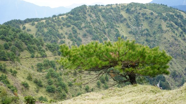 20180420鹿林山 麟趾山1495683