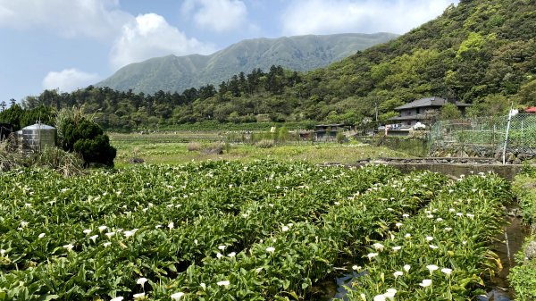 20210327-陽明山竹子湖+石門老梅綠石槽1439198