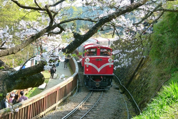 【新聞】超值森鐵郵輪列車 帶你遊阿里山