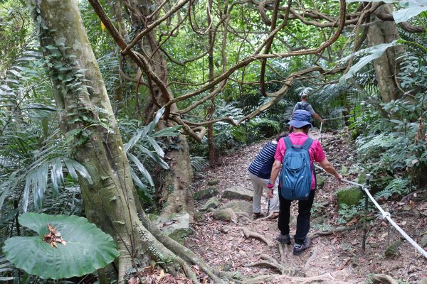 白雞山．大板根原始森林區1038538