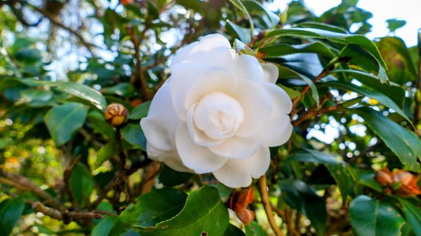 《蝶戀花・善光寺禪門櫻花》2709769