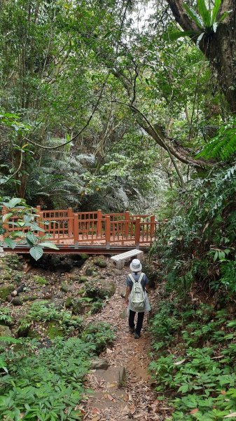 《苗栗》鳴鳳古道｜樟之細路古道巡禮RSA41-42 202104021330716