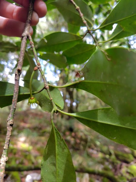 稍來小雪山國家步道、船型山、鞍馬山、鞍馬山東北峰、天池、雪山神木2799714