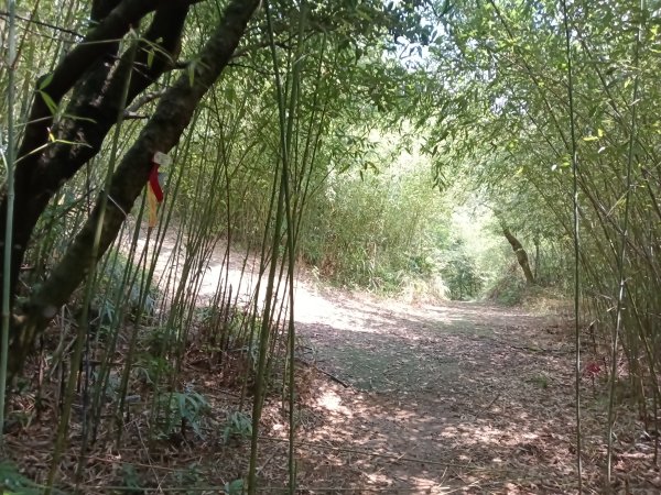 內湖區大丘田保甲路+開眼山+白石湖山+白石湖山東峰+大邱田山+消防山O型2858905