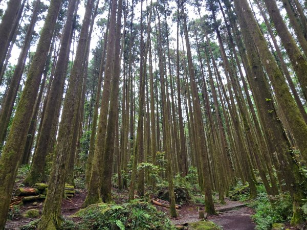 二萬坪山、二萬坪森林步道3055597