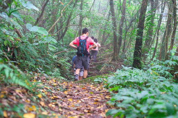 登峰圳、瑪礁古道、內雙溪古道連走上擎天崗1910466