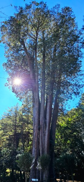 大雪山國家森林遊樂區賞楓／看神木／賞雪白山頭／賞大景2974251