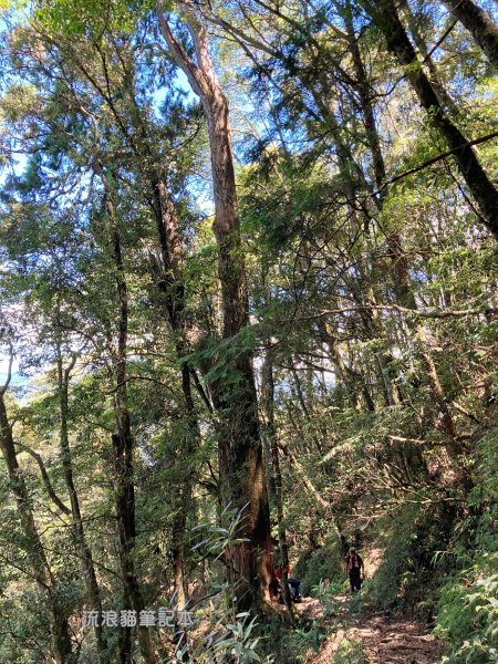 【谷關七雄】八仙山主峰步道2894872
