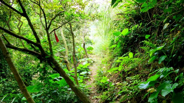 黃金水圳,黃金洞,黃金台。重銘說2775300