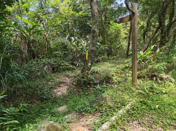 [淡蘭古道] 2026_0502 北路第二段_雞母嶺古道3047942