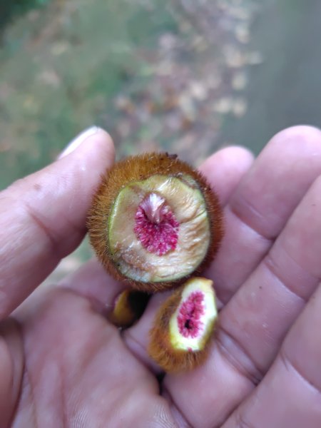 多納六秀 京大山2957515