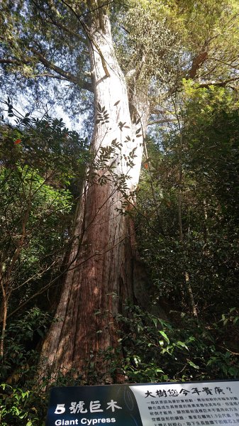 尋幽訪古遊走千年巨木和幻霧美森的樂山林道2882333