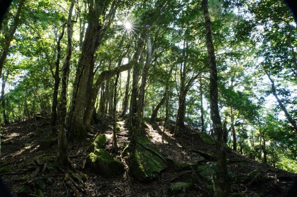 新竹 尖石 芝生毛臺山、虎禮山2903158