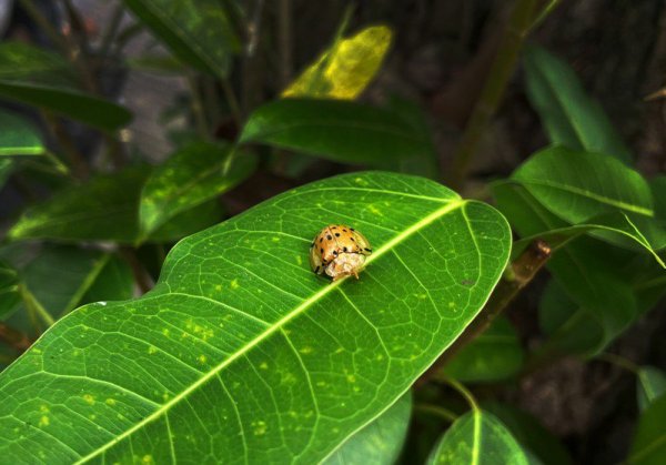 【昆蟲】台南百年水道博物館罕見昆蟲現身 生態環境令人驚喜