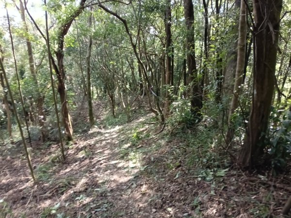 基隆市/萬里區界寮縱走之三界山+三界山西峰+開眼尖山+七分寮山+瑪七產道山泉水接水亭2979586