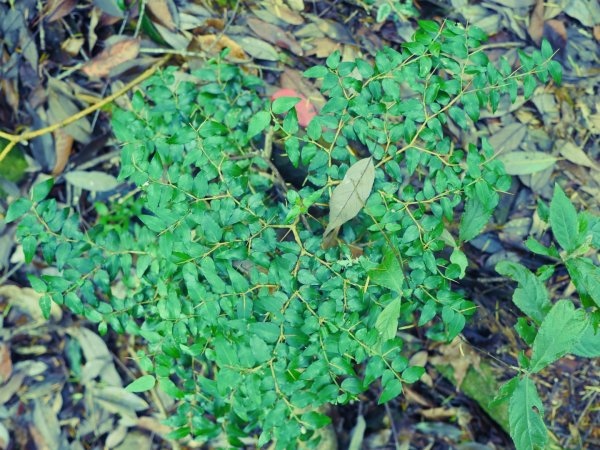 石麻達山_屯野生台山連走913519