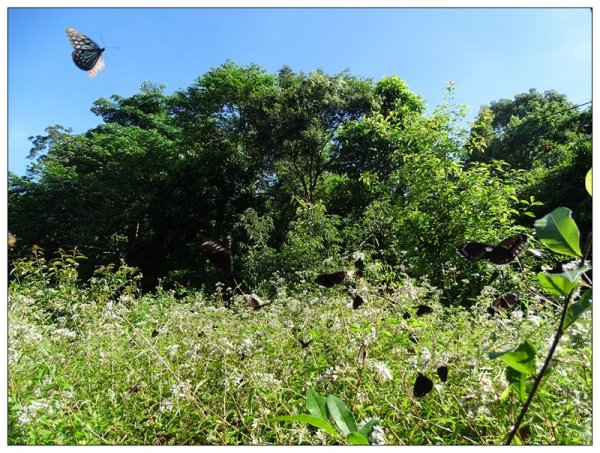 台中/大坑4號步道634915