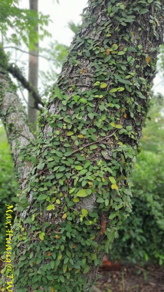 《台中》雙園連走｜東大公園連走都會公園202310072306010