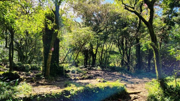 【中級山】台北版抹茶山竟然有免申請路線，小觀音山西峰單攻，順遊頂湖海芋步道，竹子湖黑森林2742406