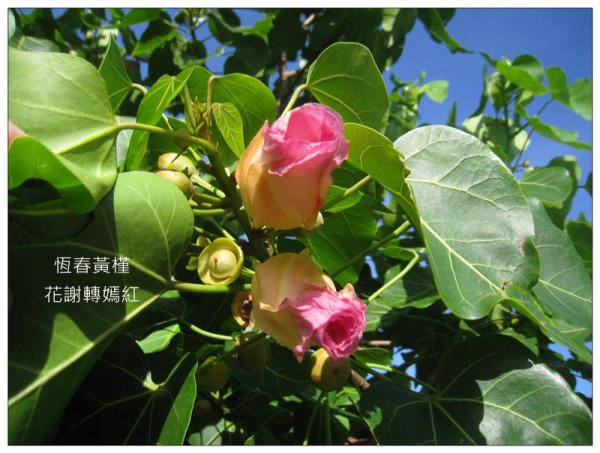 恒春黄槿の花開2906606