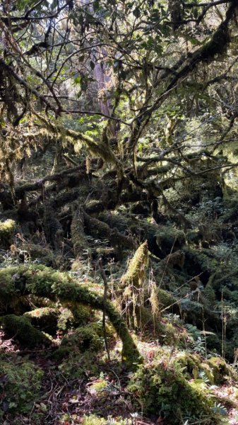 塔魔巴2天1夜來回/復興尖-四稜溫泉2357319