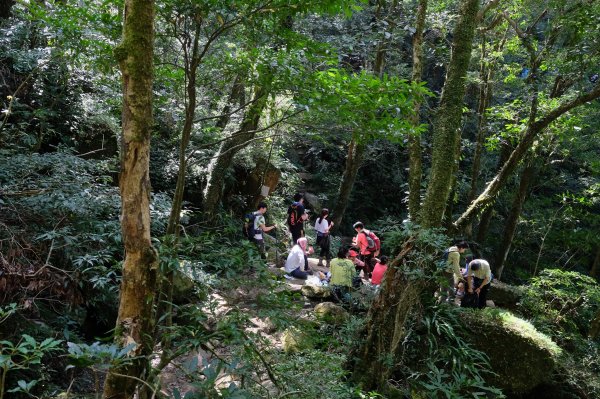 新竹尖石鄉 北得拉曼巨木群半日遊1180535