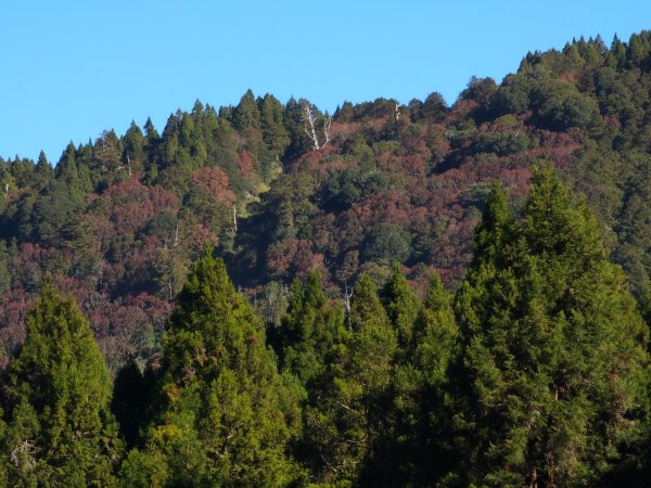 特富野古道-2024嘉遊好步道．來嘉走走2674367