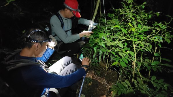 嚼嚼斯古道舊部落探勘象山六連峰二部曲(完美登頂) 阿里山下~里佳~深度探勘歷險記2618873