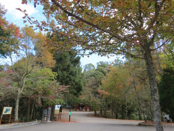 大雪山森林遊樂區觀鳥賞景20190105498293