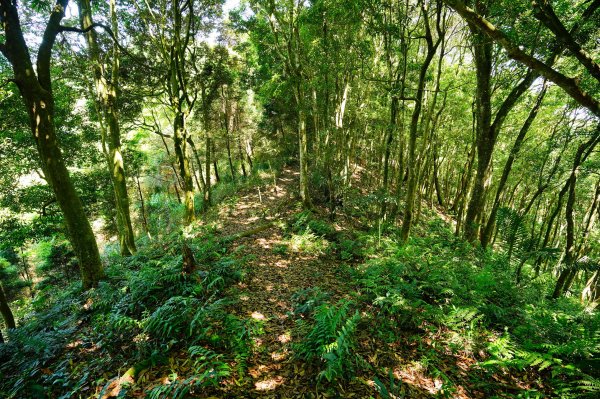 新竹 尖石 煤源山、比麟山、尖石山3071521