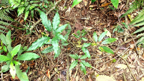 小百岳關刀山889m+銅鑼杭菊1924036
