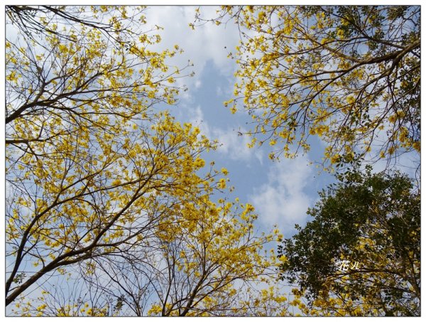 嘉義/朴子溪風鈴木874426